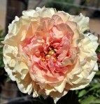 canarybrilliance4 (1)